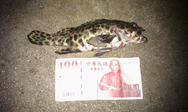 野生玳瑁石斑