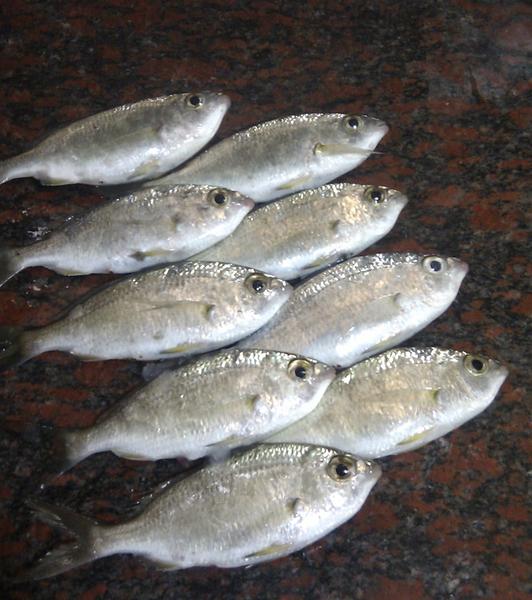 碗米仔(鑽嘴魚)